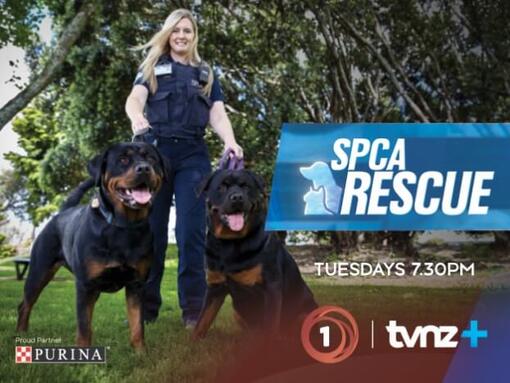 Spca store animal rescue